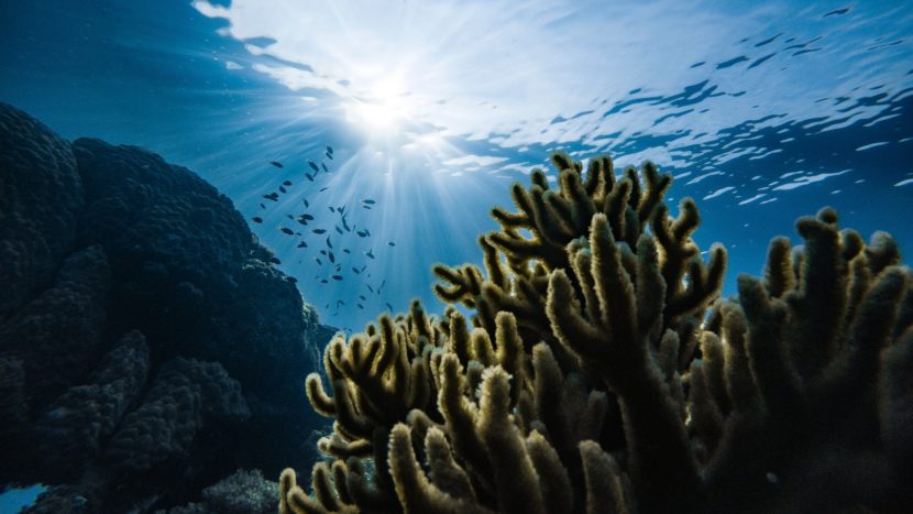 Ocean Conservation