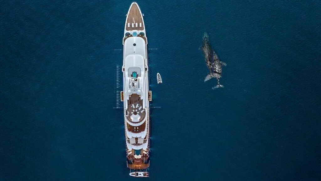 Whales by superyacht