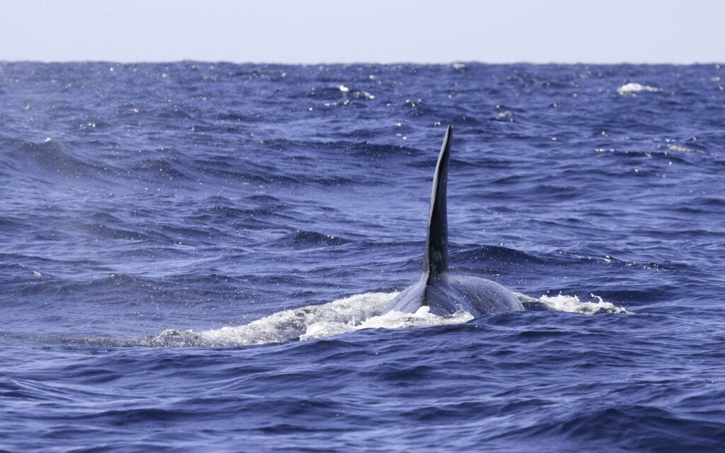 Orca ocean