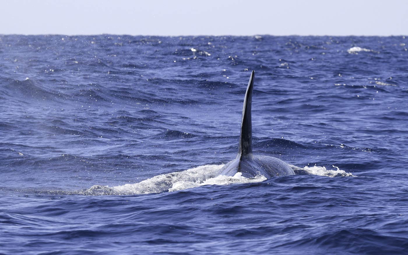 How does ocean conservation fit within our portfolio of activities?