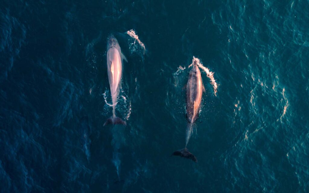 Dolphins tails in the water