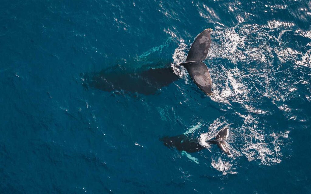 Whale tails