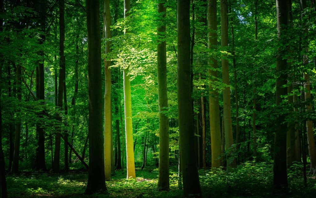 Forest