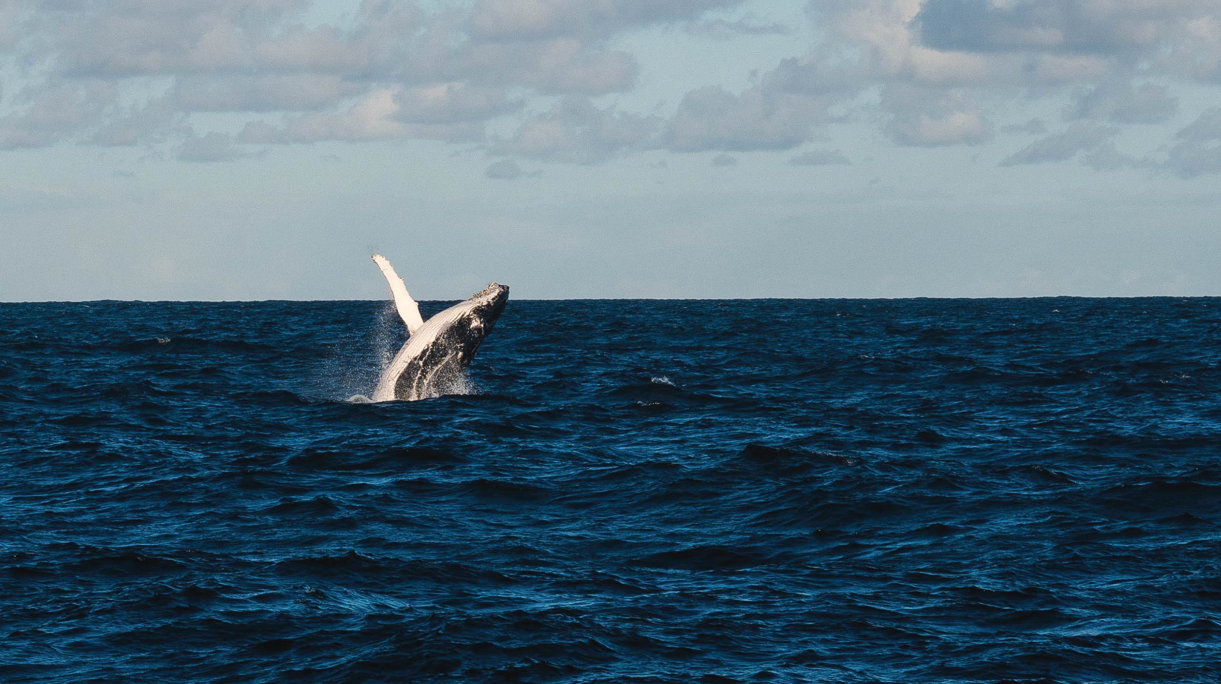 Yacht builders launch a GT-based re-investment programme for ocean conservation
