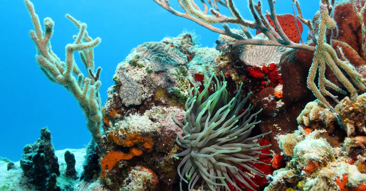Announcing the Ocean Assist programme