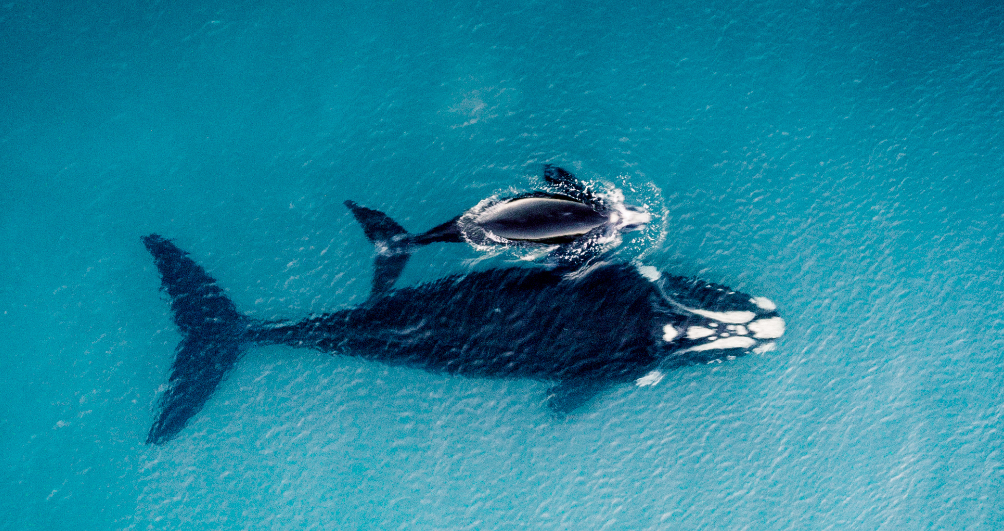 From Awareness to Action: Invest in Ocean Restoration & Resilience Through the IMMA Programme